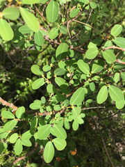 Euphorbia celastroides