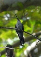 Campylopterus largipennis