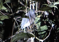 Zebrilus undulatus