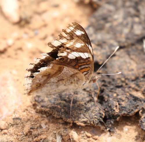 Blue-spot Pansy
