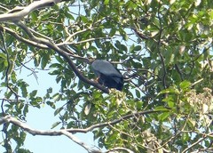 Helicolestes hamatus