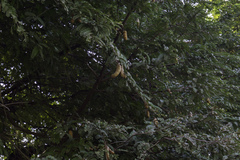 Tamarindus