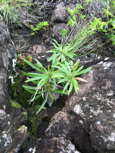 Lobelia monostachya