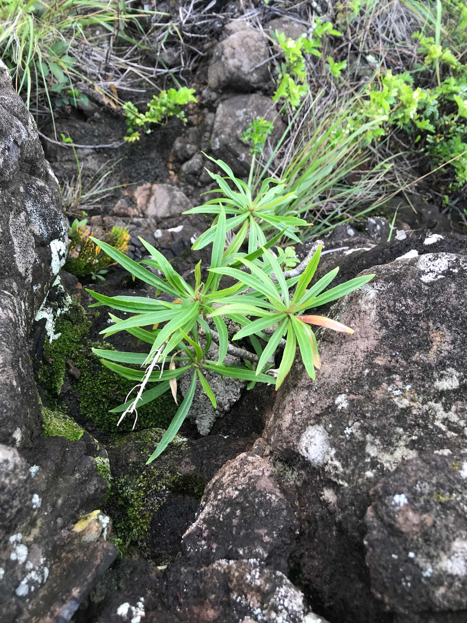 Lobelia monostachya