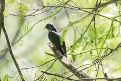 Cacomantis passerinus