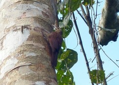 Dendrocolaptes picumnus