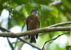 Heterocercus aurantiivertex