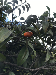 Diospyros sandwicensis