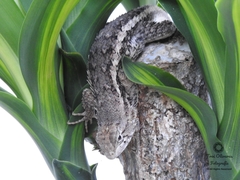 Sceloporus albiventris
