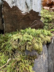 Thamnobryum alleghaniense