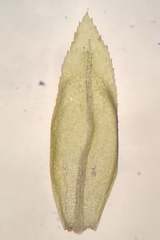 Thamnobryum alleghaniense