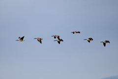 Branta canadensis parvipes