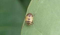 Cryptocephalus irroratus