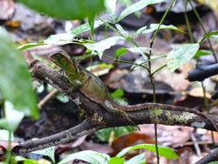 Enyalioides laticeps