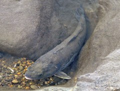 Eleginops maclovinus