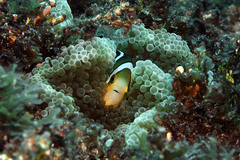Amphiprion tricinctus