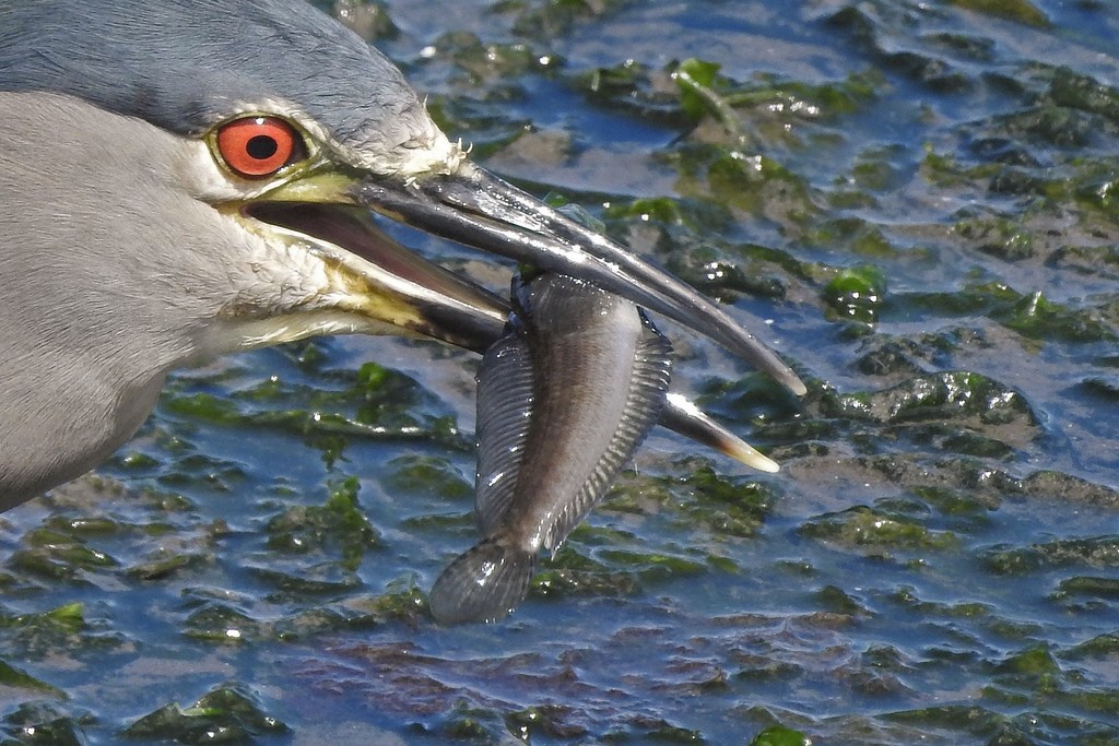 Longtail Southern Cod