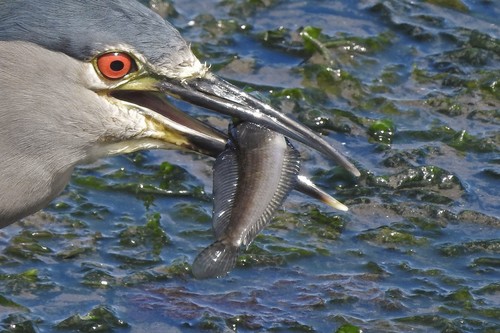 Longtail southern cod (Patagonotothen ramsayi) · iNaturalist