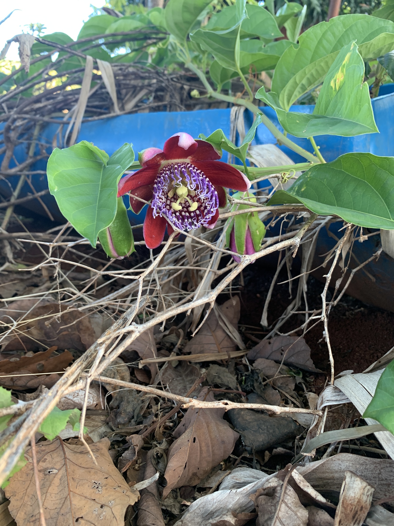 Passiflora alata