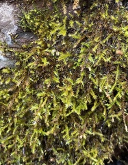 Campylophyllopsis hispidula