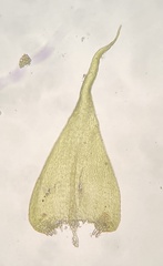 Campylophyllopsis hispidula