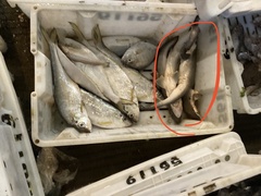 Scoliodon macrorhynchos