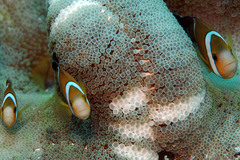 Amphiprion tricinctus
