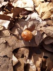 Atrusca quercuscentricola