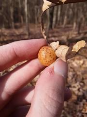 Atrusca quercuscentricola