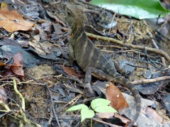 Enyalioides laticeps