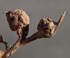 Andricus quercuspetiolicola