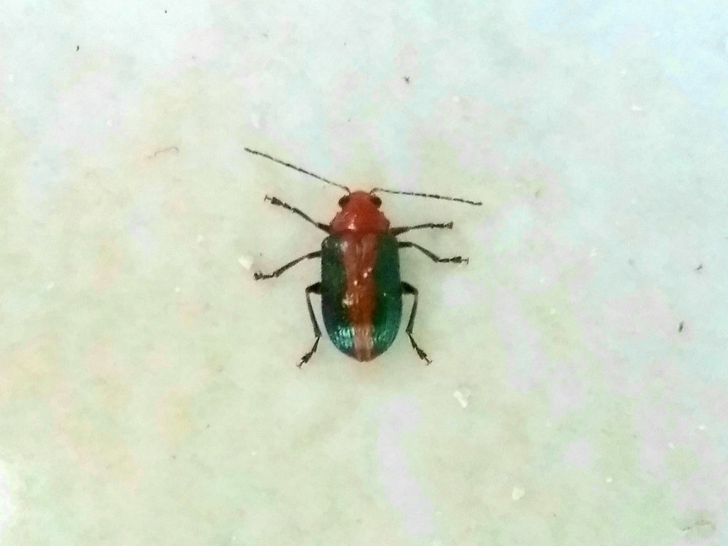 Metaxyonycha viridilimbata