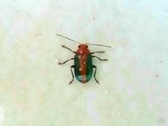 Metaxyonycha viridilimbata