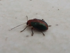 Metaxyonycha viridilimbata