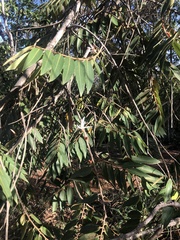Xylopia