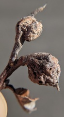 Andricus quercuspetiolicola