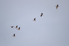 Branta canadensis parvipes