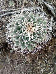 Mammillaria magnimamma