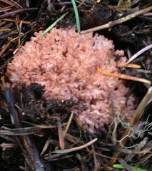 Ramaria rubripermanens
