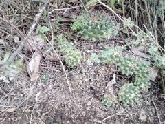 Mammillaria magnimamma