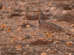 Chlamydotis undulata