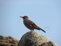 Cinclodes taczanowskii