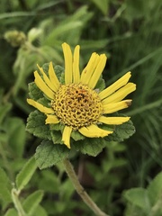 Dimerostemma lippioides