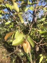 Hancornia speciosa