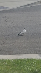 Columba livia domestica