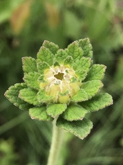 Dimerostemma lippioides