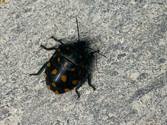 Pachycoris torridus