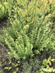 Dimerostemma lippioides