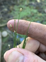 Eleocharis parishii