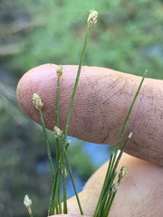 Eleocharis parishii